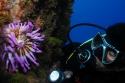 Lanzarote Scuba Diving Holiday - Costa Teguise. 